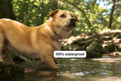 Tractive Smart Dog Tracker